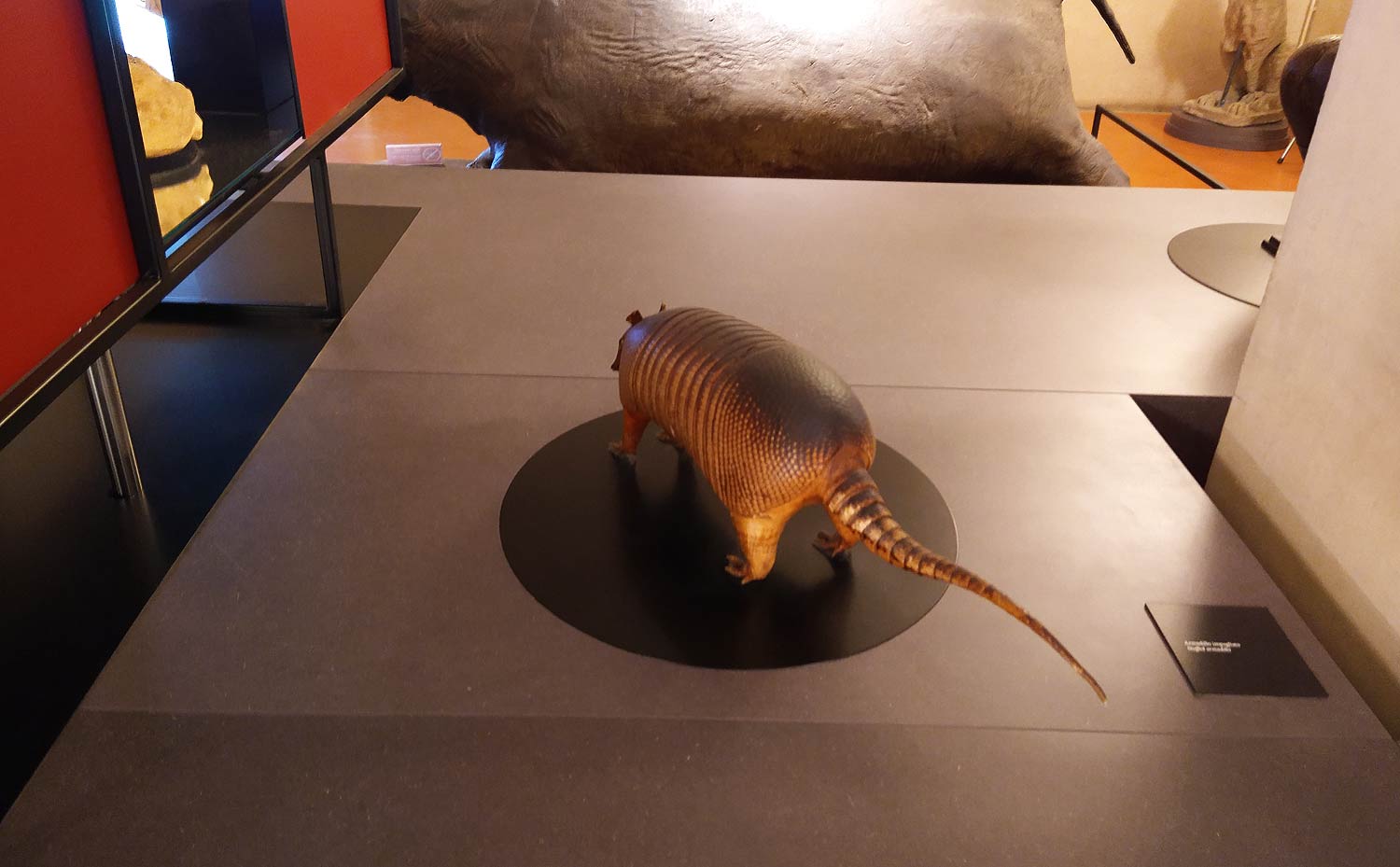 L'armadillo
