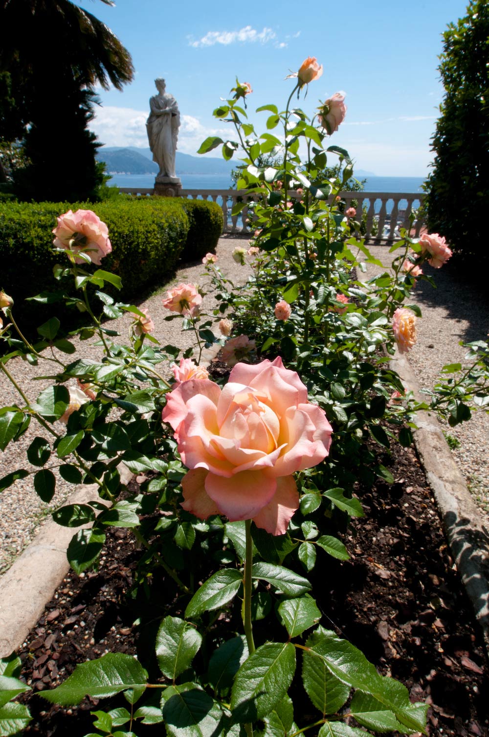 Il roseto dedicato a Virna Lisi
