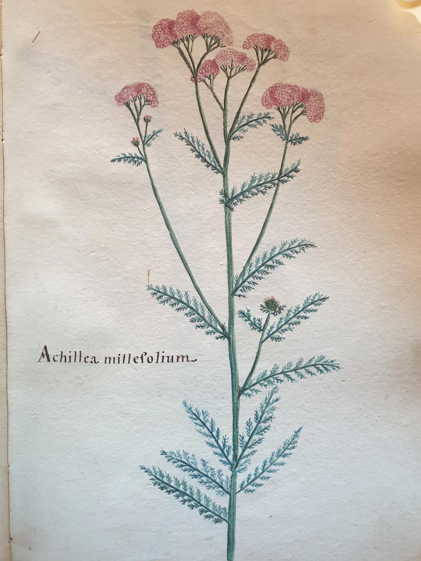 Aldini 528, illustrazione dell'achillea millefolium