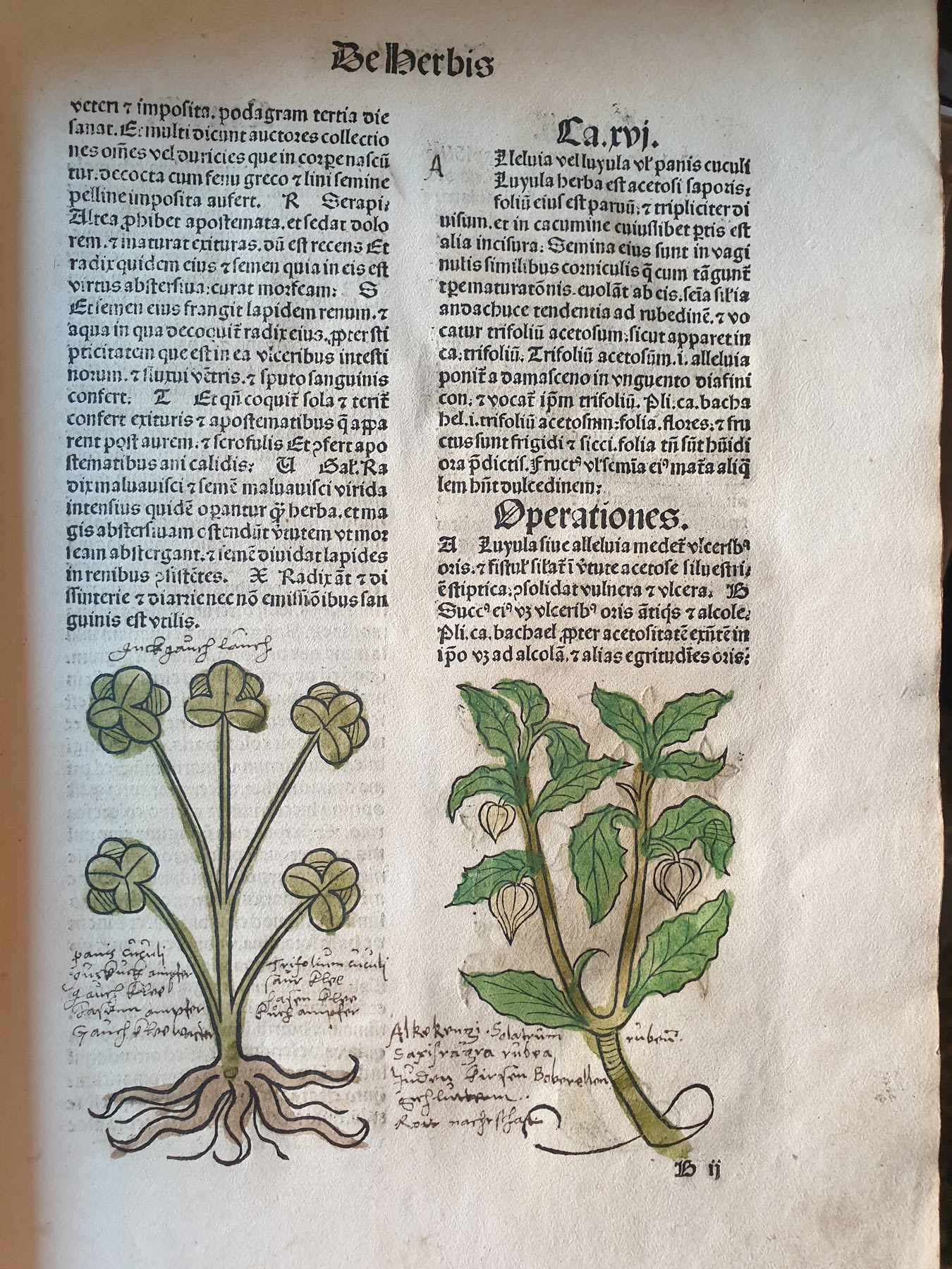 Pagine dell'Hortus Sanitatis