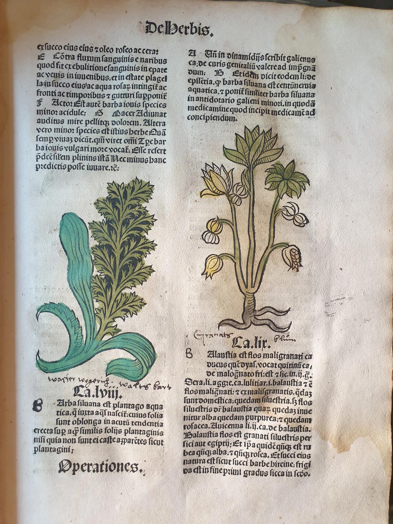 Pagine dell'Hortus Sanitatis