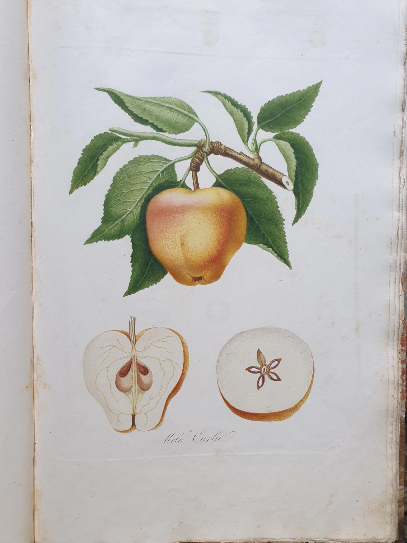 Pomona italiana, illustrazione della mela carla