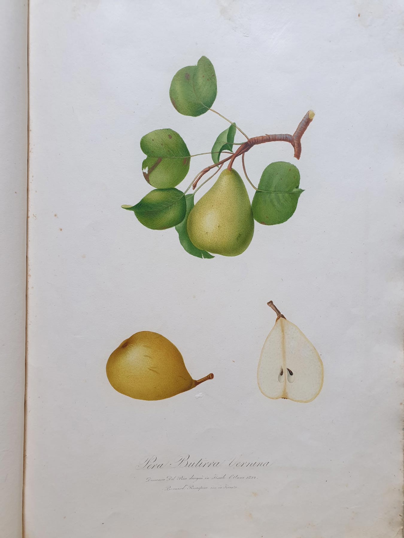 Pomona italiana, illustrazione della pera butirra vernina
