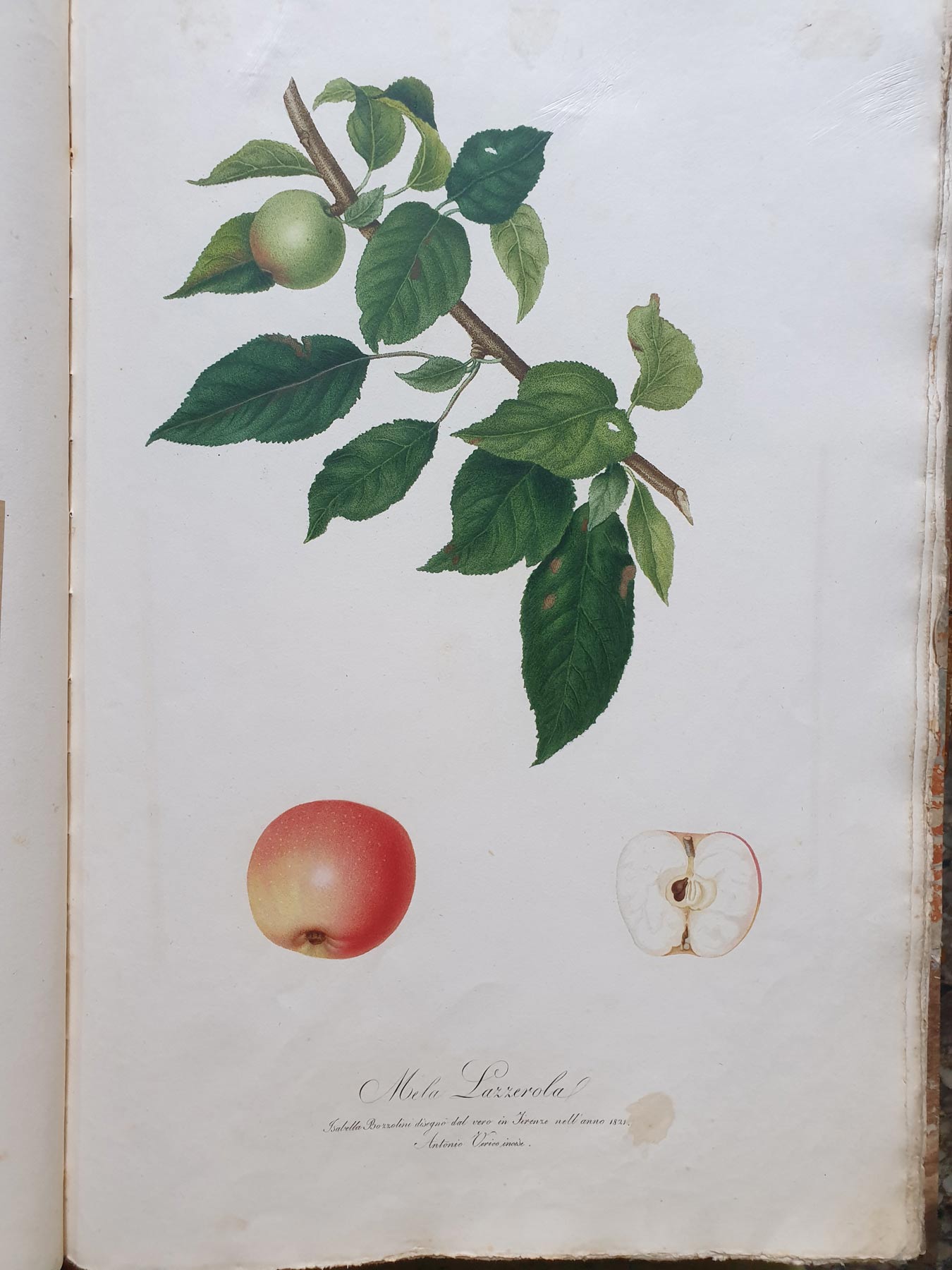Pomona italiana, illustrazione della mela lazzerola