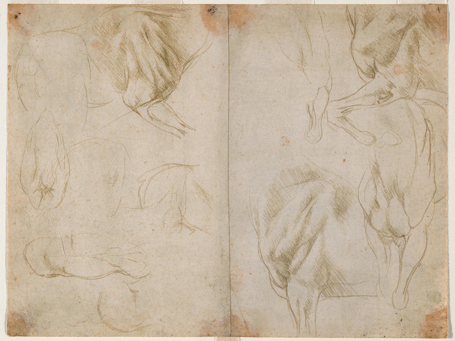 Leonardo da Vinci, Studio della muscolatura delle zampe anteriori di un cavallo (1480 circa; punta metallica su carta preparata verde oliva chiaro, 217 x 287 mm; Torino, Musei Reali-Biblioteca Reale, Dis It. Scat. 1/23; 15579 D.C.)