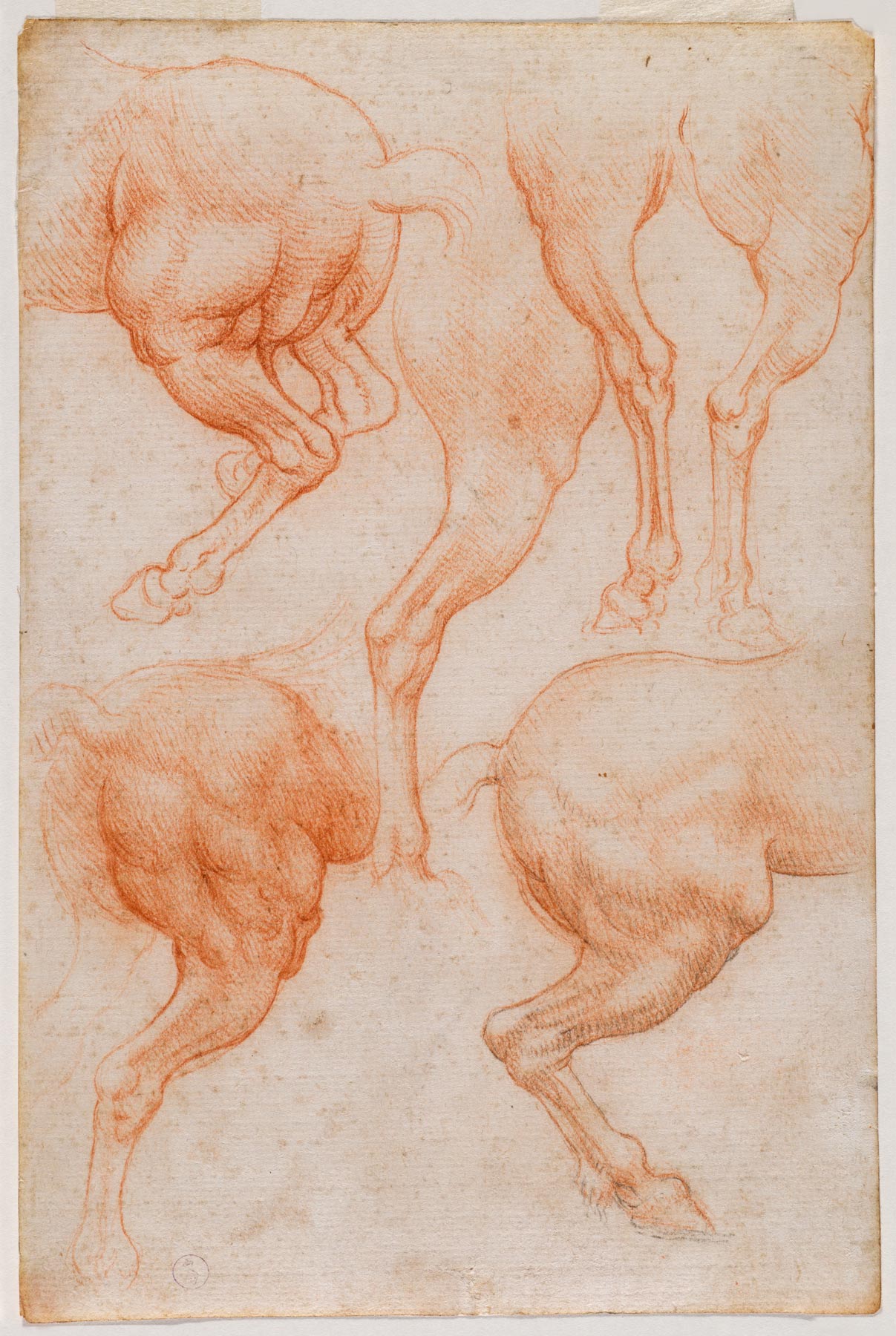 Leonardo da Vinci, Studi delle zampe posteriori di un cavallo (1508-1517 circa; pietra rossa e tracce di pietra nera su carta, 201 x 133 mm; Torino, Musei Reali-Biblioteca Reale, Dis. It. Scat. 1/25; 15582 D.C.)