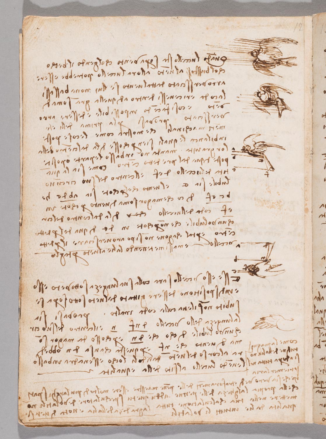 Leonardo da Vinci, Codice sul volo degli uccelli, f. 8v (1505 circa; manoscritto cartaceo con disegni a penna e inchiostro bruno; pietra rossa, tracce di pietra nera, In 4°, 213 x 154 mm; Torino, Musei Reali-Biblioteca Reale, Varia 95)