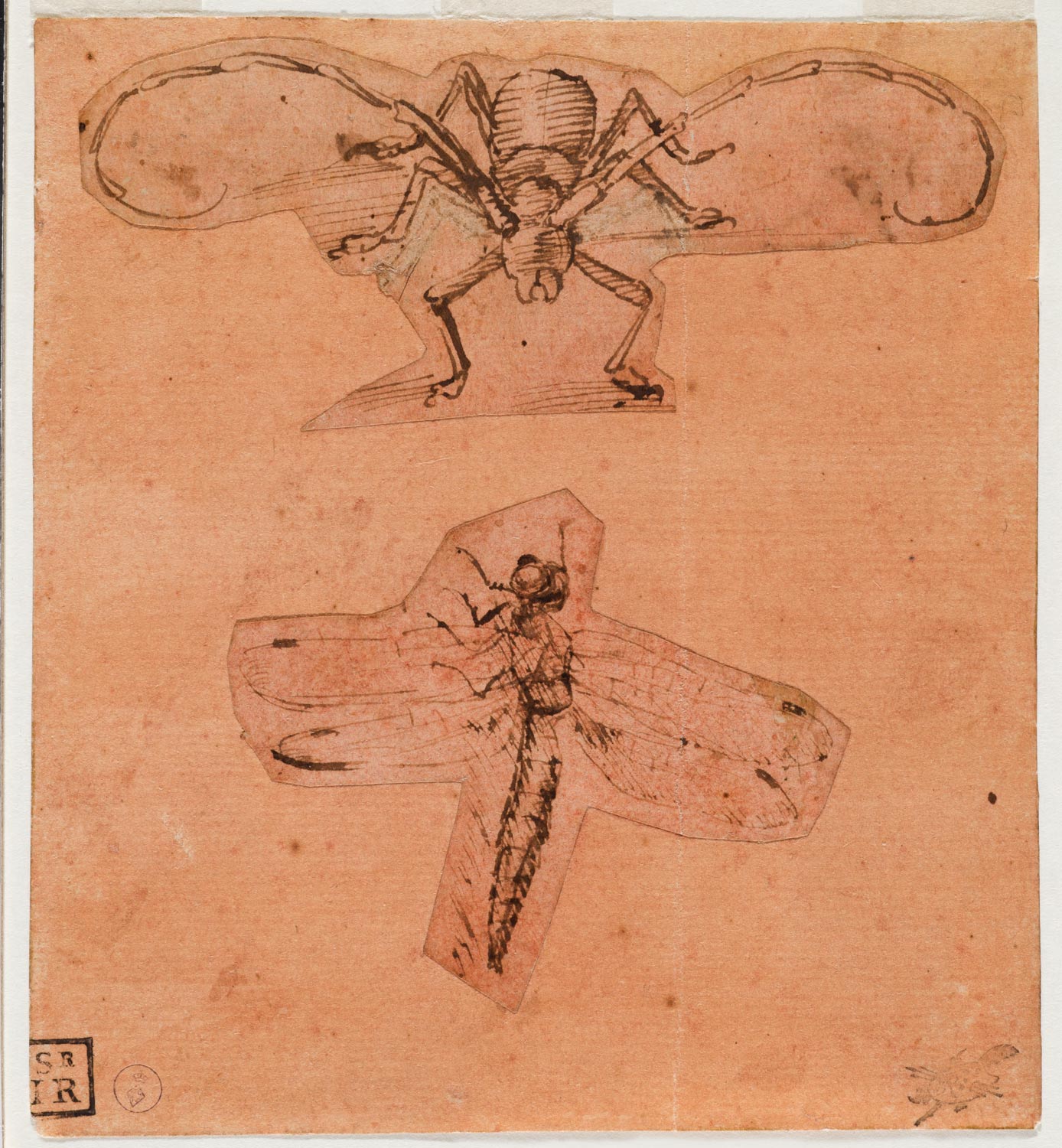 Leonardo da Vinci, Studi di insetti (1480-1490 circa disegno in alto, 1503-1505 circa disegno in basso; penna e inchiostro su carta preparata di rosso, 129 x 118 mm; Torino, Musei Reali-Biblioteca Reale, Dis. It. Scat. 1/22; 15581 D.C.)