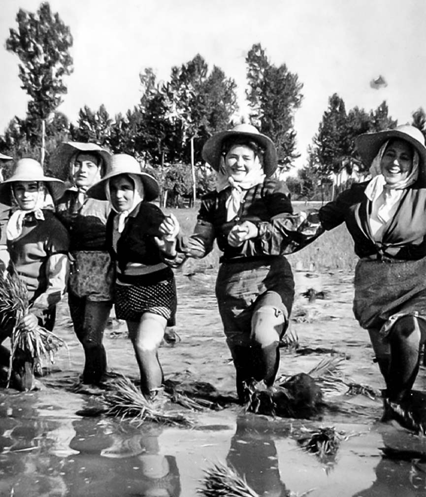 Un gruppo di mondine nel vercellese in una foto del 1949
