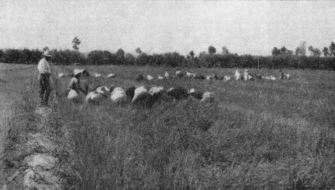 Mondine al lavoro nel vercellese in una foto dei primi del Novecento