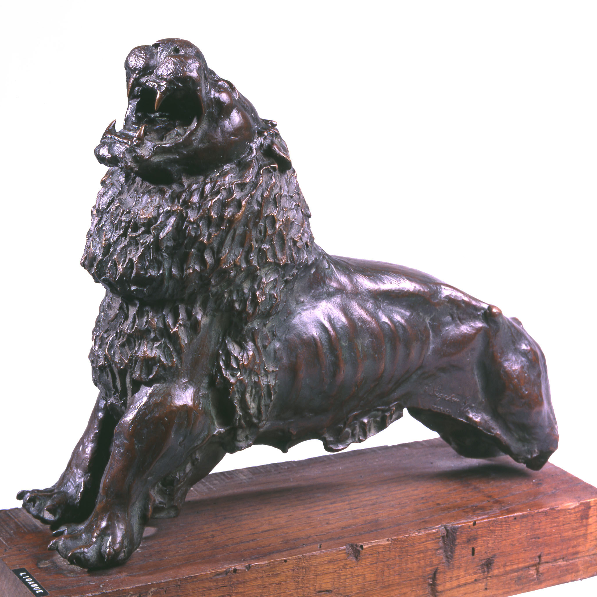 Antonio Ligabue, Leone ruggente (1936; bronzo, 7 esemplari, 44 x 35 x 17 cm; Parma, Galleria Centro Steccata)
