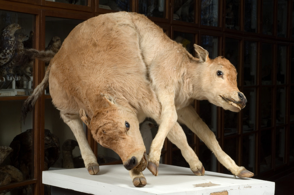 Two-headed pup at the Natural History Museum of the Accademia dei Fisiocritici in Siena. Lensini photo