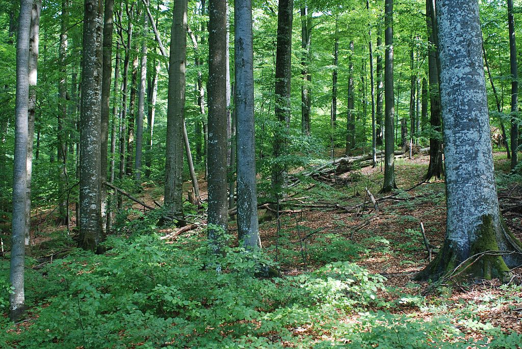 Ancient primeval beech forests of the Carpathians