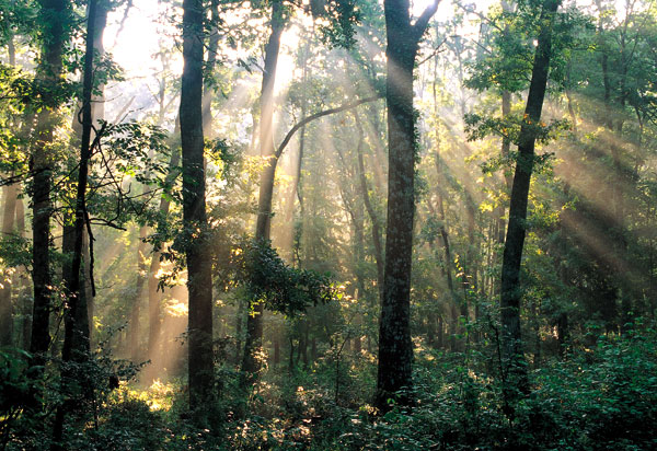 Umbra Forest. Photos Gargano National Park