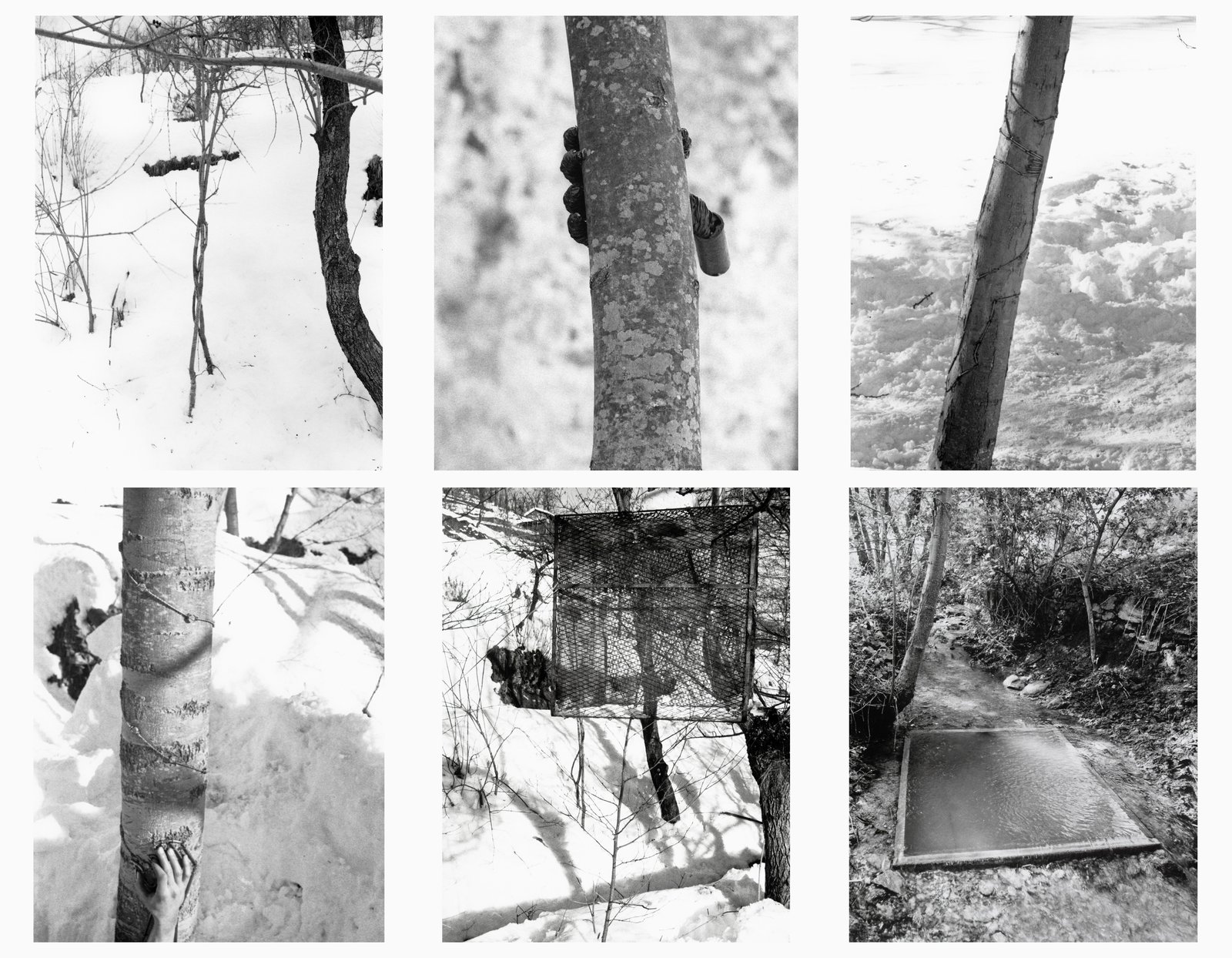 Giuseppe Penone, Alpi Marittime (1968; sei fotografie in bianco e nero, 66,36 x 51,74 cm)
