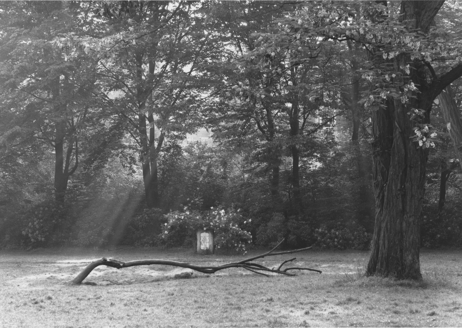 Giuseppe Penone, Pozzo di Münster (1987; bronzo, acqua, 100 x 700 x 180 cm; Münster, Westfälisches Landesmuseum)
