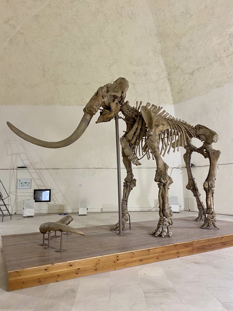 Il mammut del Museo Nazionale d'Abruzzo