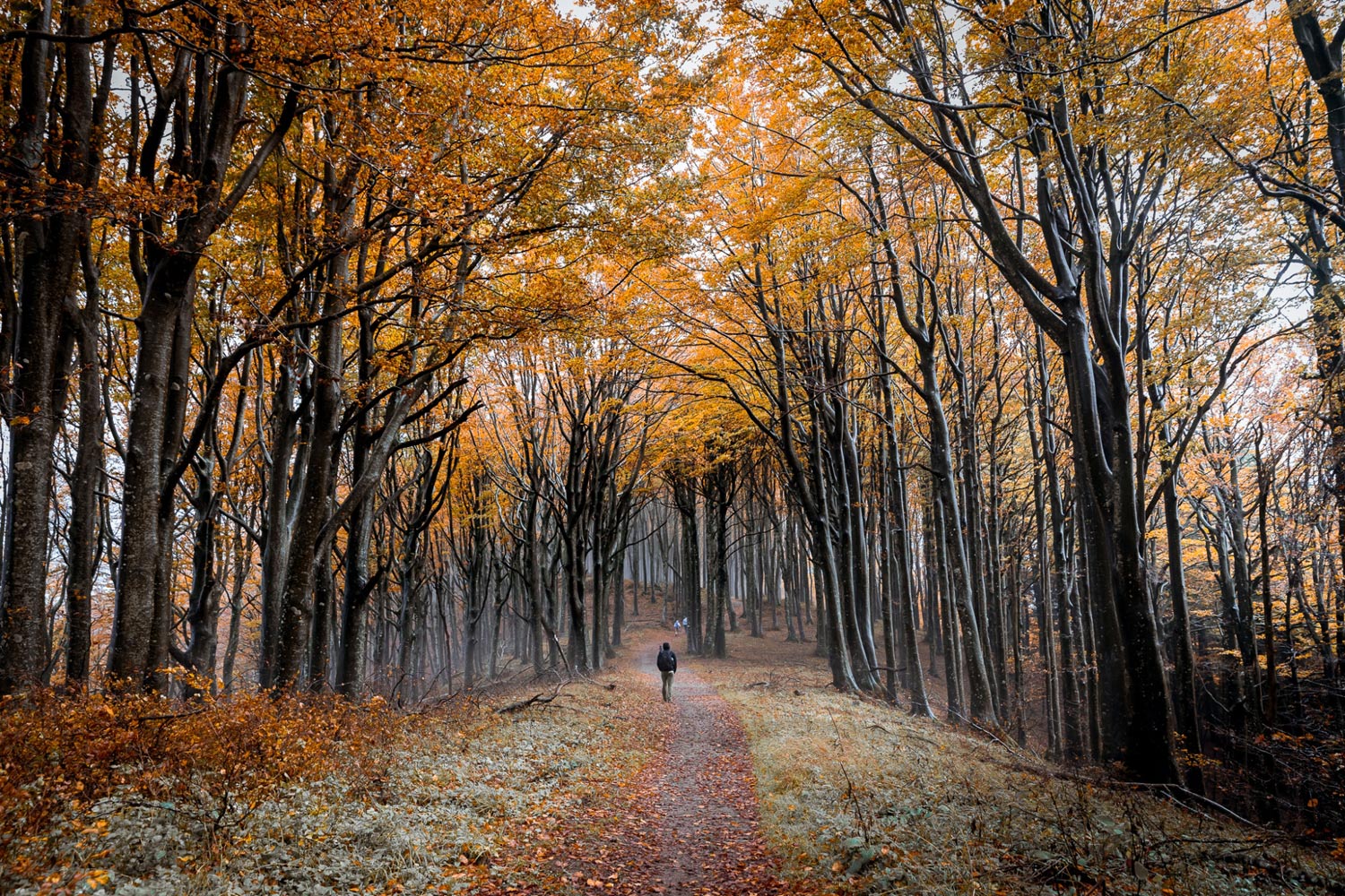 Casentino Forest National Park