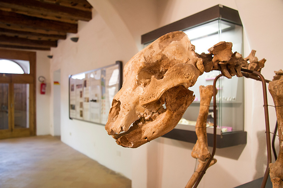 The skeleton of a cave bear from the Civic Museum for the Prehistory of Mount Cetona