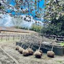 Ferrara, prende forma il nuovo giardino rinascimentale di Palazzo Schifanoia. Avrà anche una passeggiata cinquecentesca