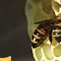 La via delle api: al Museo di Zoologia di Roma il percorso per conoscere gli operosi insetti