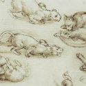 I gatti di Leonardo da Vinci: gli studi sui felini e quelli per la Madonna del gatto