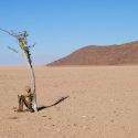 Padiglione della Namibia, il curatore: “le polemiche poggiano su argomenti deboli”