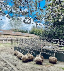 Ferrara, prende forma il nuovo giardino rinascimentale di Palazzo Schifanoia. Avrà anche una passeggiata cinquecentesca