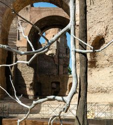 Roma, gli alberi di Giuseppe Penone invadono le Terme di Caracalla