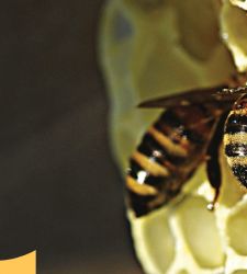 La via delle api: al Museo di Zoologia di Roma il percorso per conoscere gli operosi insetti