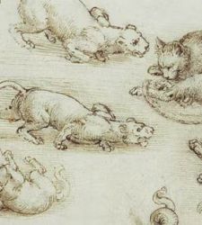 I gatti di Leonardo da Vinci: gli studi sui felini e quelli per la Madonna del gatto