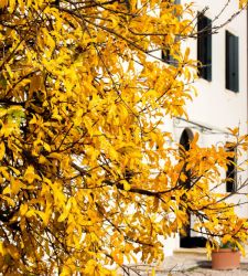 Alla scoperta delle dimore storiche del Veneto con eventi dedicati al foliage 