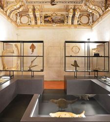 Com'era una Wunderkammer del Seicento: la Galleria delle Metamorfosi dei Gonzaga