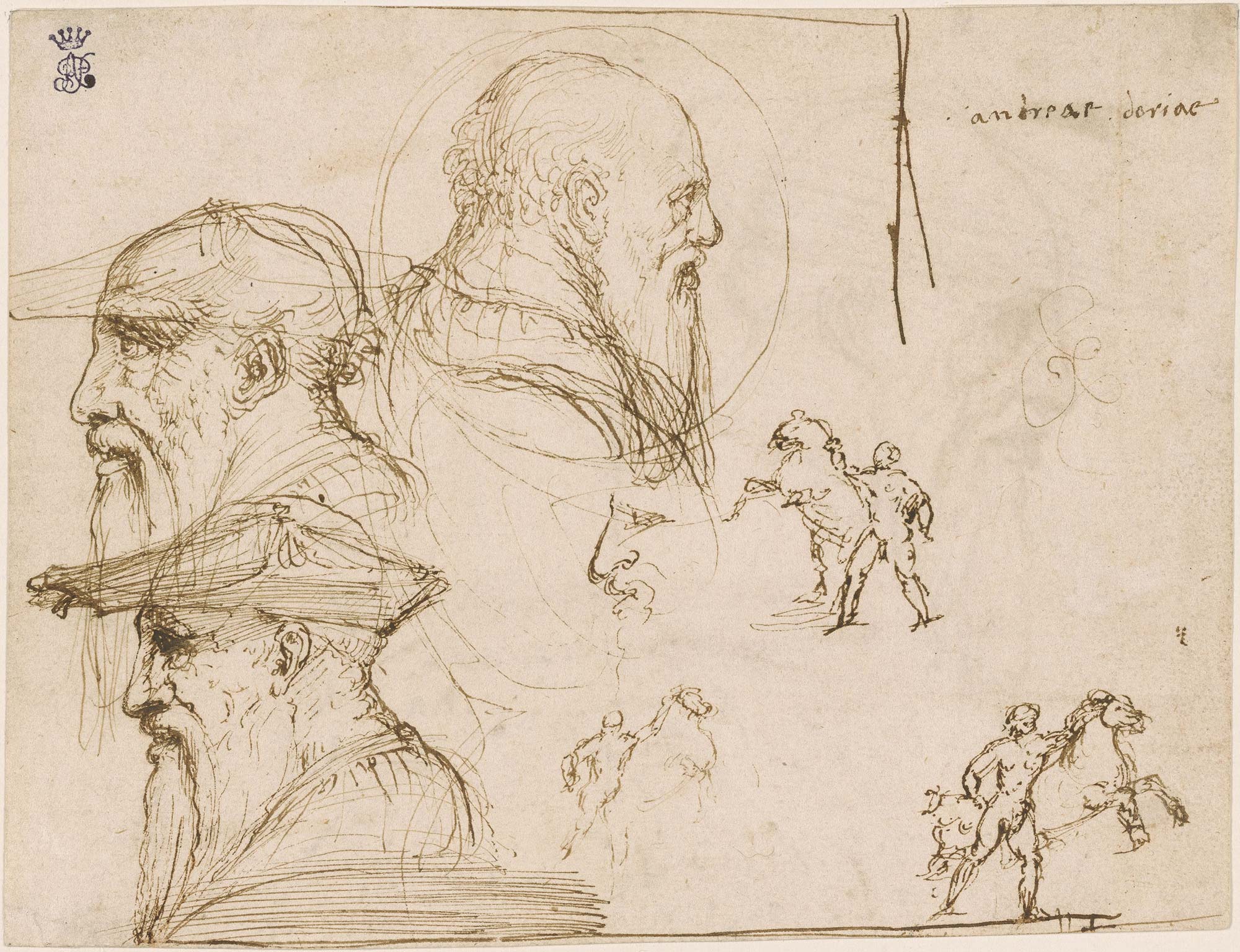 Leone Leoni, Quattro teste di profilo, Studio per la medaglia di Andrea Doria, recto (1538-1541 circa; penna e inchiostro su carta, 151 x 198 mm; New York, The Morgan Library & Museum)