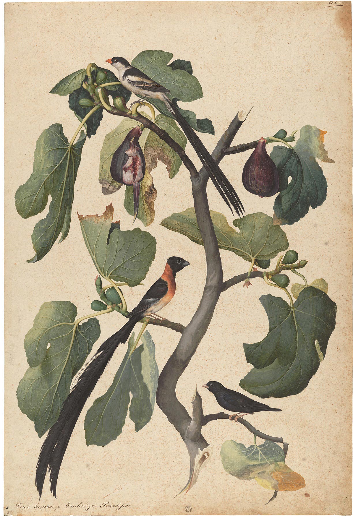 Jacopo Ligozzi, Naturalistic Tables-The Birds: Ficus Carica (Ficus carica) with Dominican Widow (Vidua Macroura), Paradise Widow (Steganura paradisea), and Combassus Widow (Hypochera Chalybeata) (c. 1577-1587; natural black stone, polychrome pigments of organic and inorganic nature, on paper with lead white primer; Florence, Gallerie degli Uffizi, Gabinetto Disegni e Stampe)