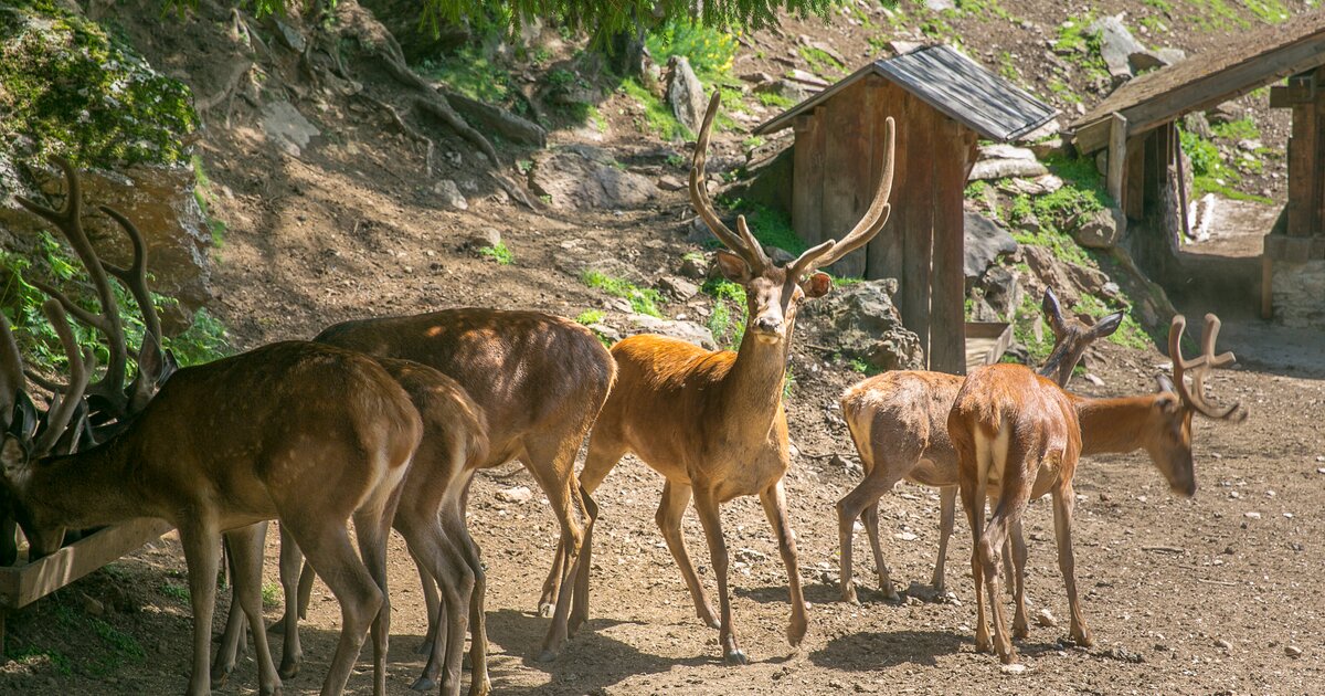 The Peio wildlife area