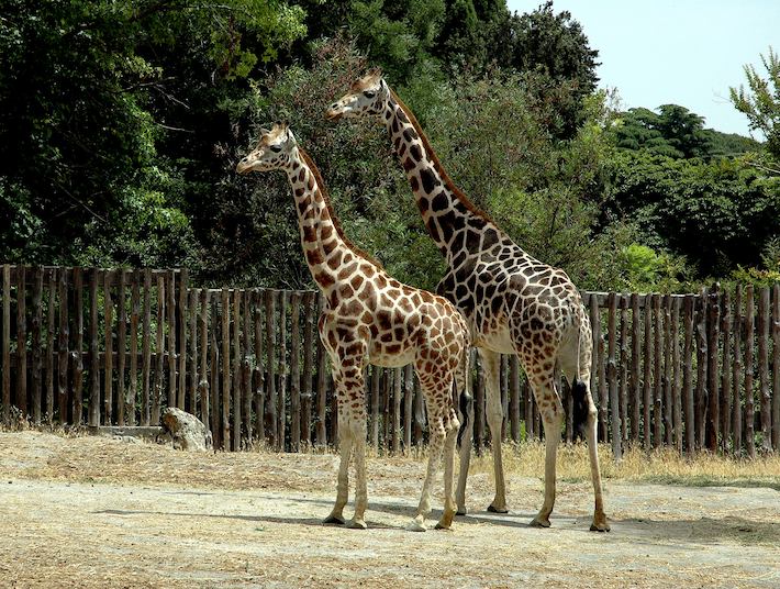 Il Bioparco di Roma. Foto:Bioparco