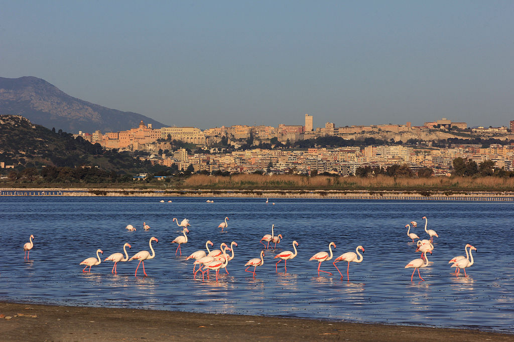 The Molentargius-Saline Regional Natural Park