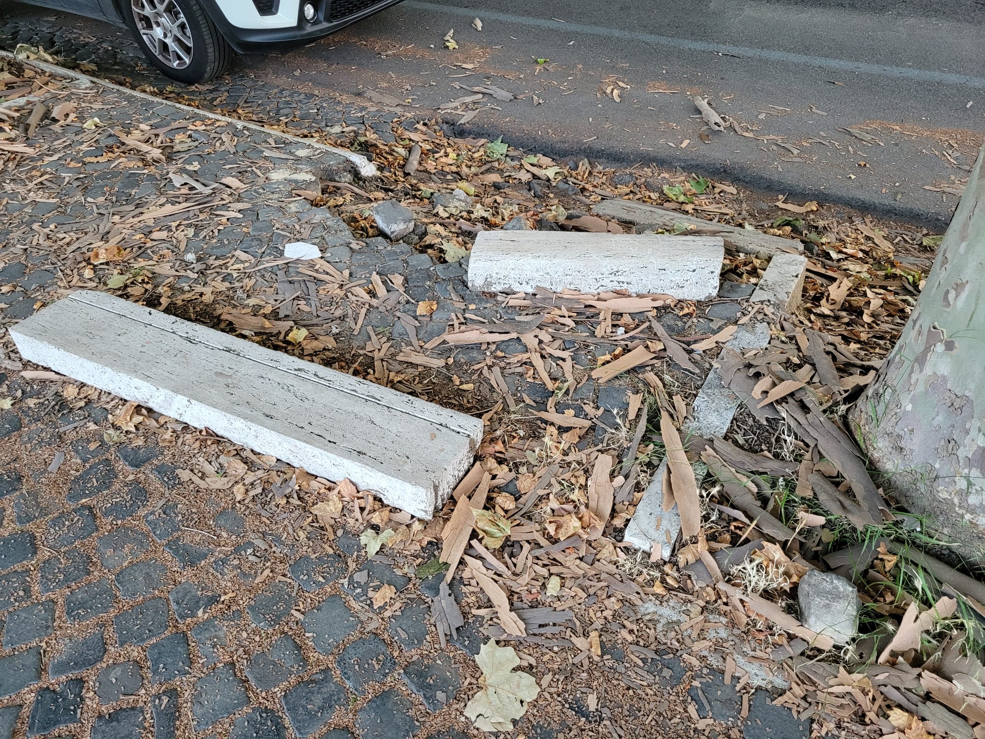Roma La Passeggiata Del Gianicolo Scompare Tra Degrado Sporcizia E 