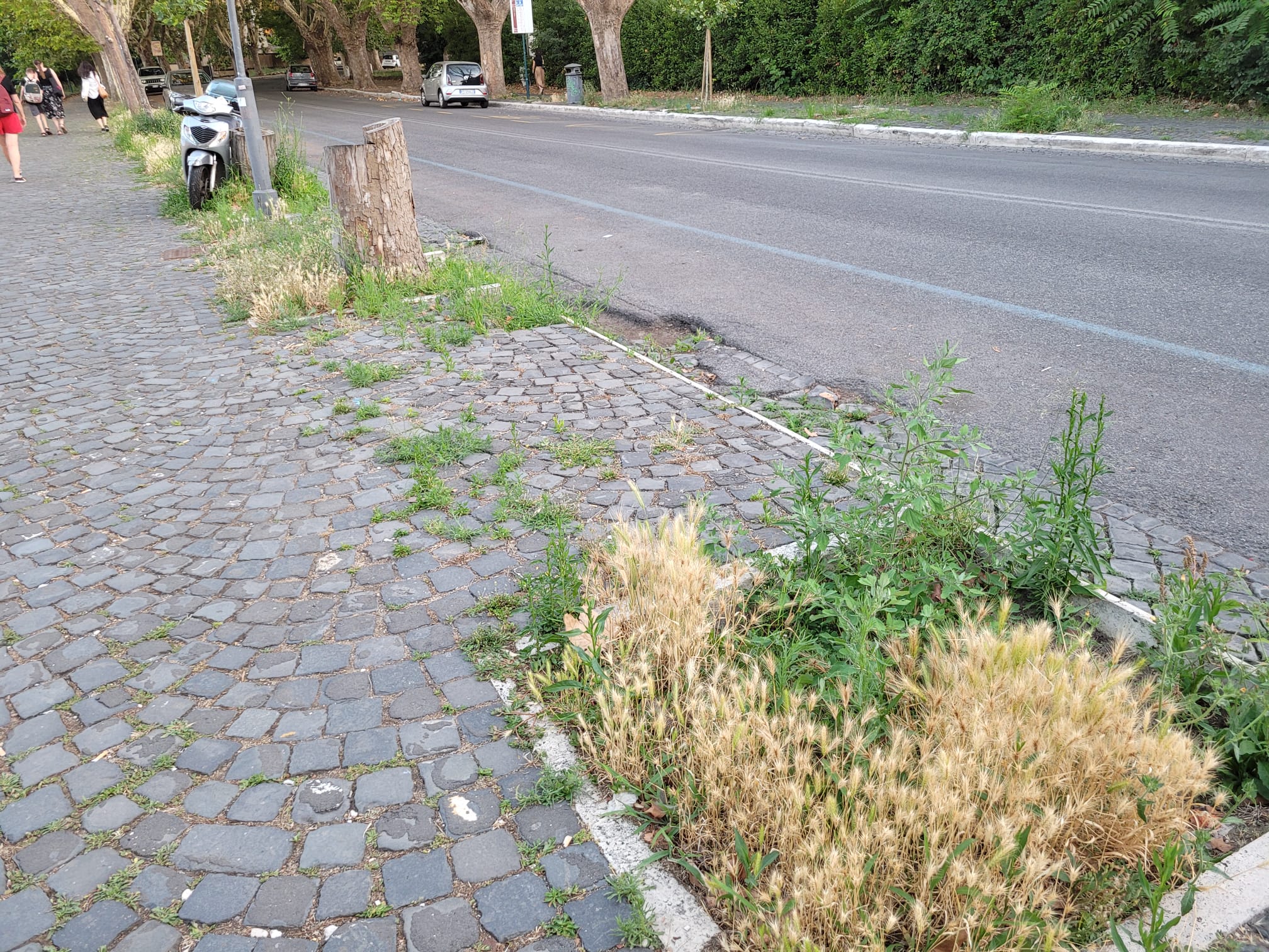 Roma La Passeggiata Del Gianicolo Scompare Tra Degrado Sporcizia E 