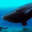 Ad Ancona una mostra sul mare con le foto di Yann Arthus-Bertrand e Brian Skerry