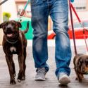 Alla Palazzina di Caccia di Stupinigi una divertente passerella di cagnolini per la mostra di Erwitt 