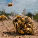 Al Forte di Bard in mostra le più belle immagini del premio internazionale della fotografia naturalistica 