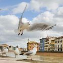 Natura selvaggia... in città: la mostra al MUSE di Trento