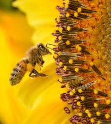 Al MUSE una mostra sulle api, per invitare a proteggerle