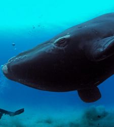 Ad Ancona una mostra sul mare con le foto di Yann Arthus-Bertrand e Brian Skerry