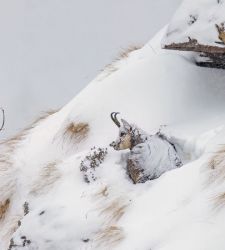 Fotografare il Parco: al Forte di Bard la mostra dei vincitori della sedicesima edizione del concorso