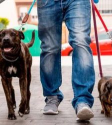 Alla Palazzina di Caccia di Stupinigi una divertente passerella di cagnolini per la mostra di Erwitt 