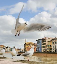 Natura selvaggia... in città: la mostra al MUSE di Trento