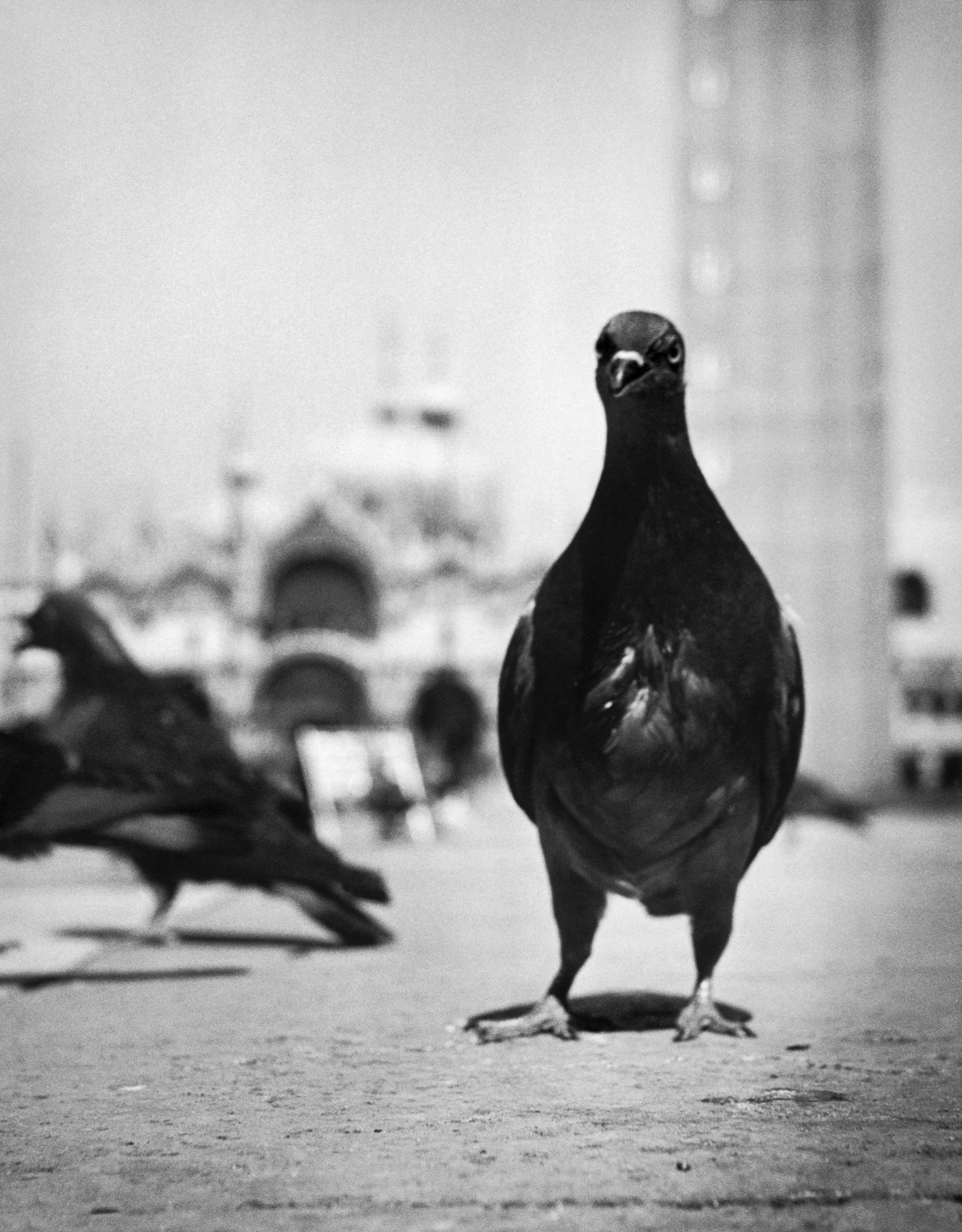 David Seymour, Venezia, 1950